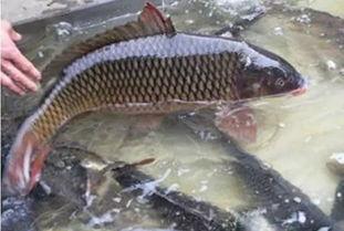 网红大鱼犯,揭秘网红背后的故事与争议