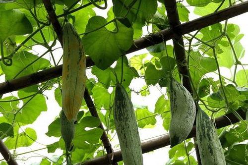 苏鼠瓜怎么吃,解锁美味新体验