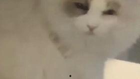 牛油果布偶猫头条号