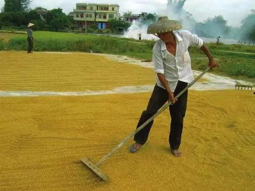 在哪里看谷子爆料视频,独家视频内容深度解析