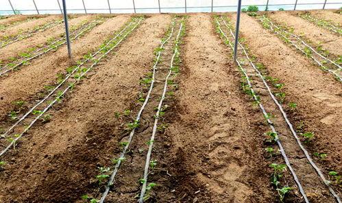 鲁山之窗吃瓜,揭秘吃瓜群众的欢乐盛宴