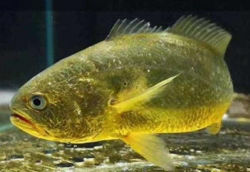 黄金鱼在线观看,在线观看黄金鱼，感受水族魅力