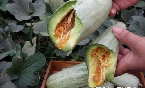 孕妇吃玫陇瓜,孕妇吃玫陇瓜的益处与注意事项